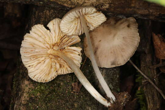 Image of Mycena niveipes (Murrill) Murrill 1916