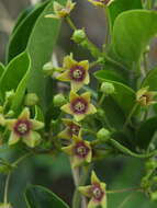 <i>Vincetoxicum indicum</i>的圖片