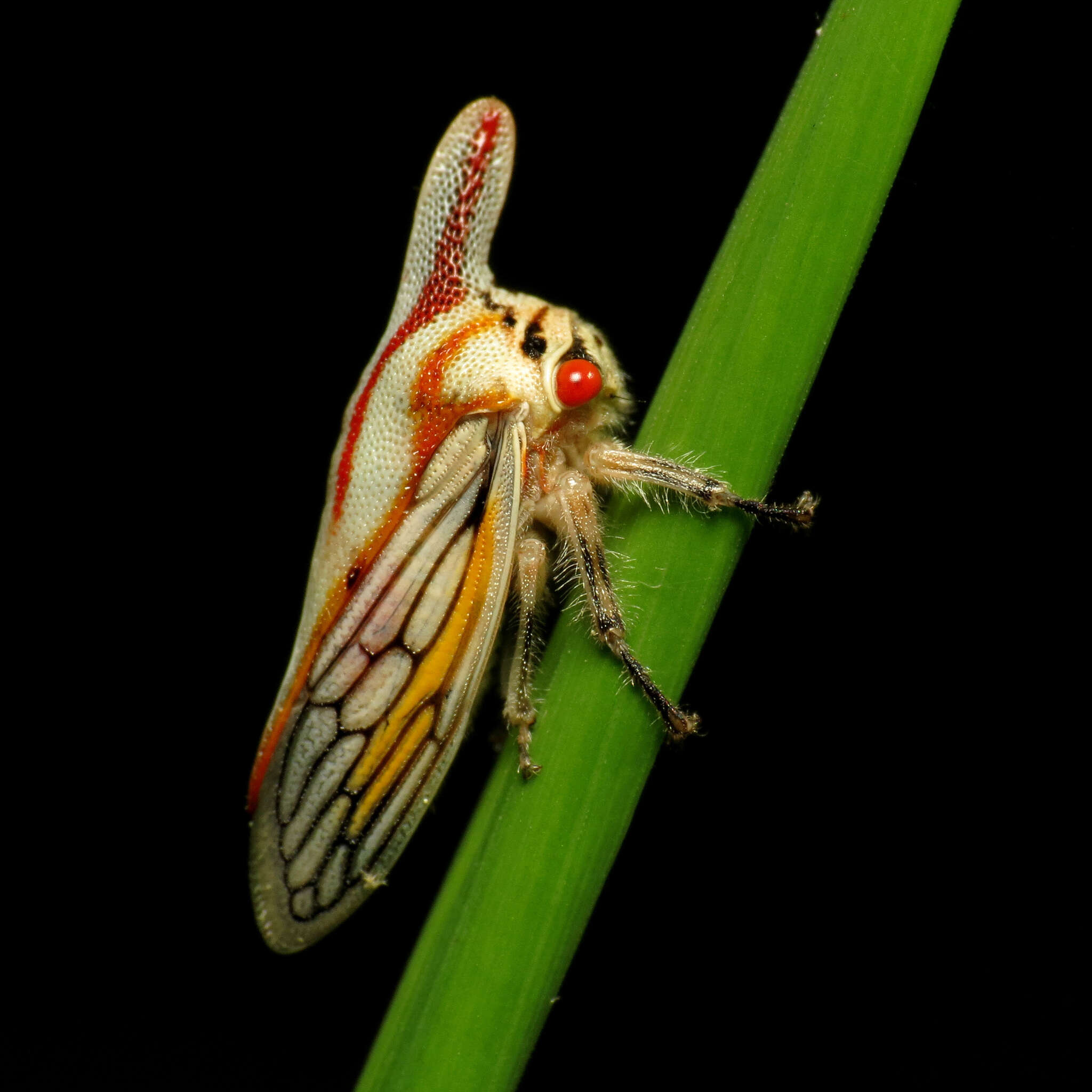 Imagem de Platycotis (Platycotis) vittatus Fabricius