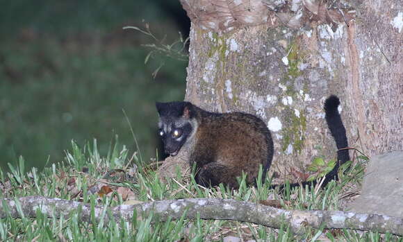 Image of Paradoxurus philippinensis