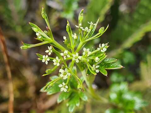 Image of Niphogeton ternata (Willd. ex Roem. & Schult.) Mathias & Constance