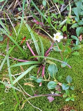 Image of Grass-Leaf Springbeauty