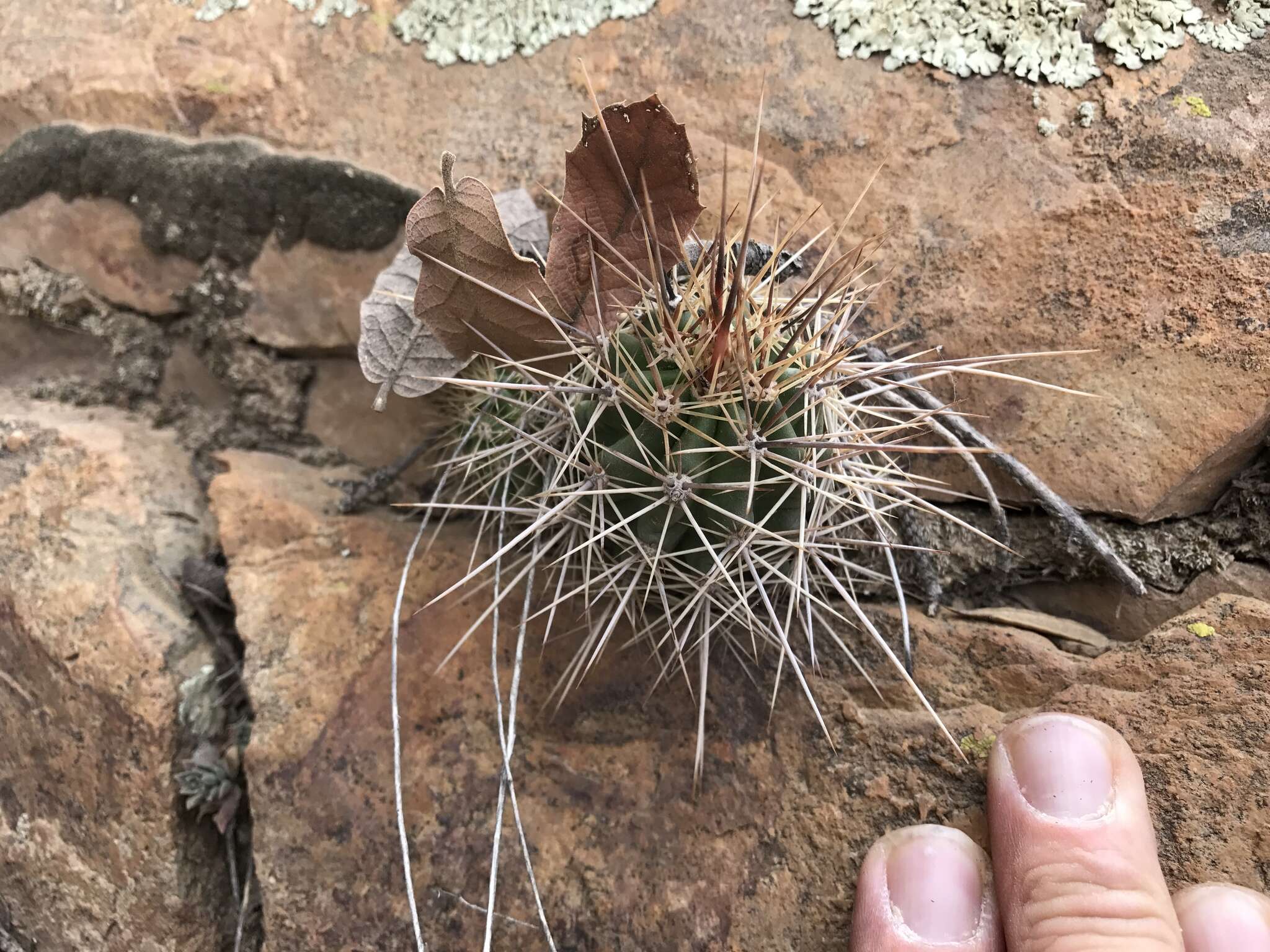 Image of Echinocereus santaritensis W. Blum & Rutow