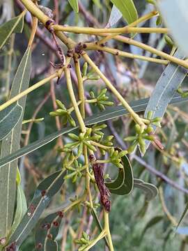 Слика од Eucalyptus camaldulensis subsp. refulgens Brooker & M. W. Mc Donald