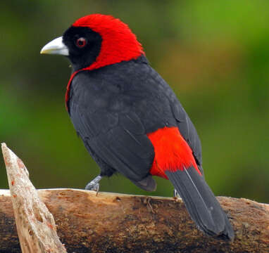 Image of Crimson-collared Tanager