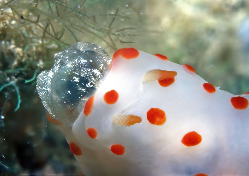 Image of Red spotted transluscent slug