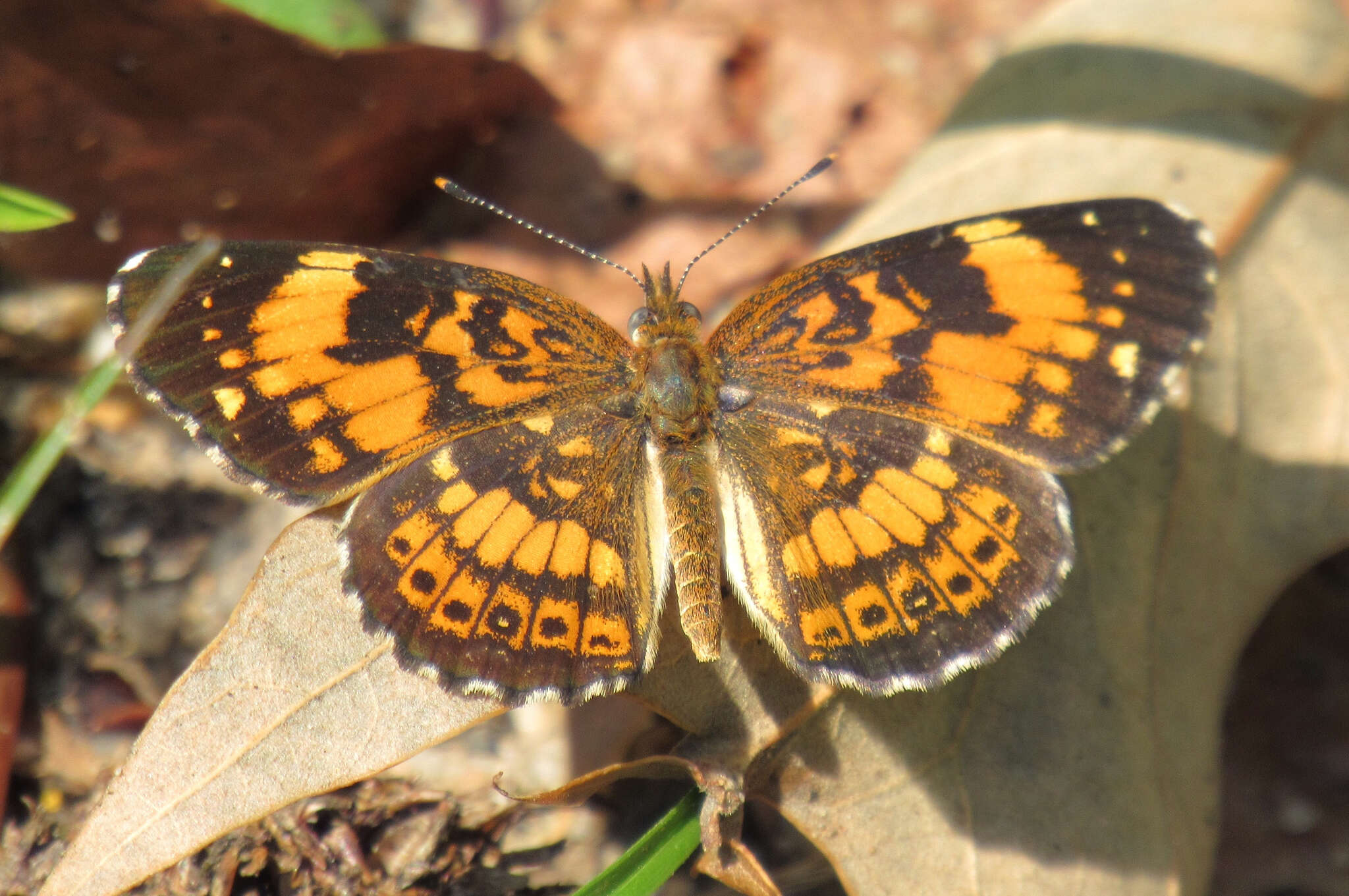 Sivun Chlosyne nycteis Doubleday (1847) kuva