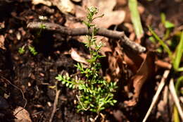 Imagem de Hornungia petraea (L.) Rchb.