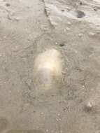 Image of Sand slug