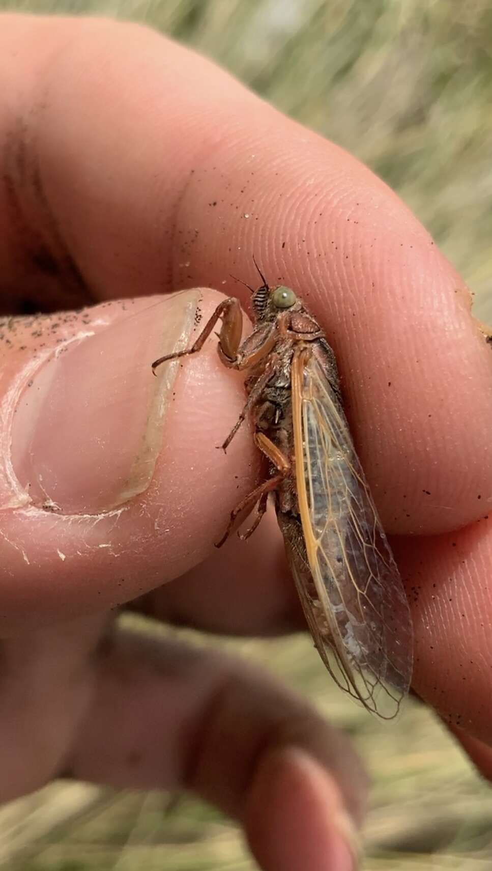 Image of sand dune cicada