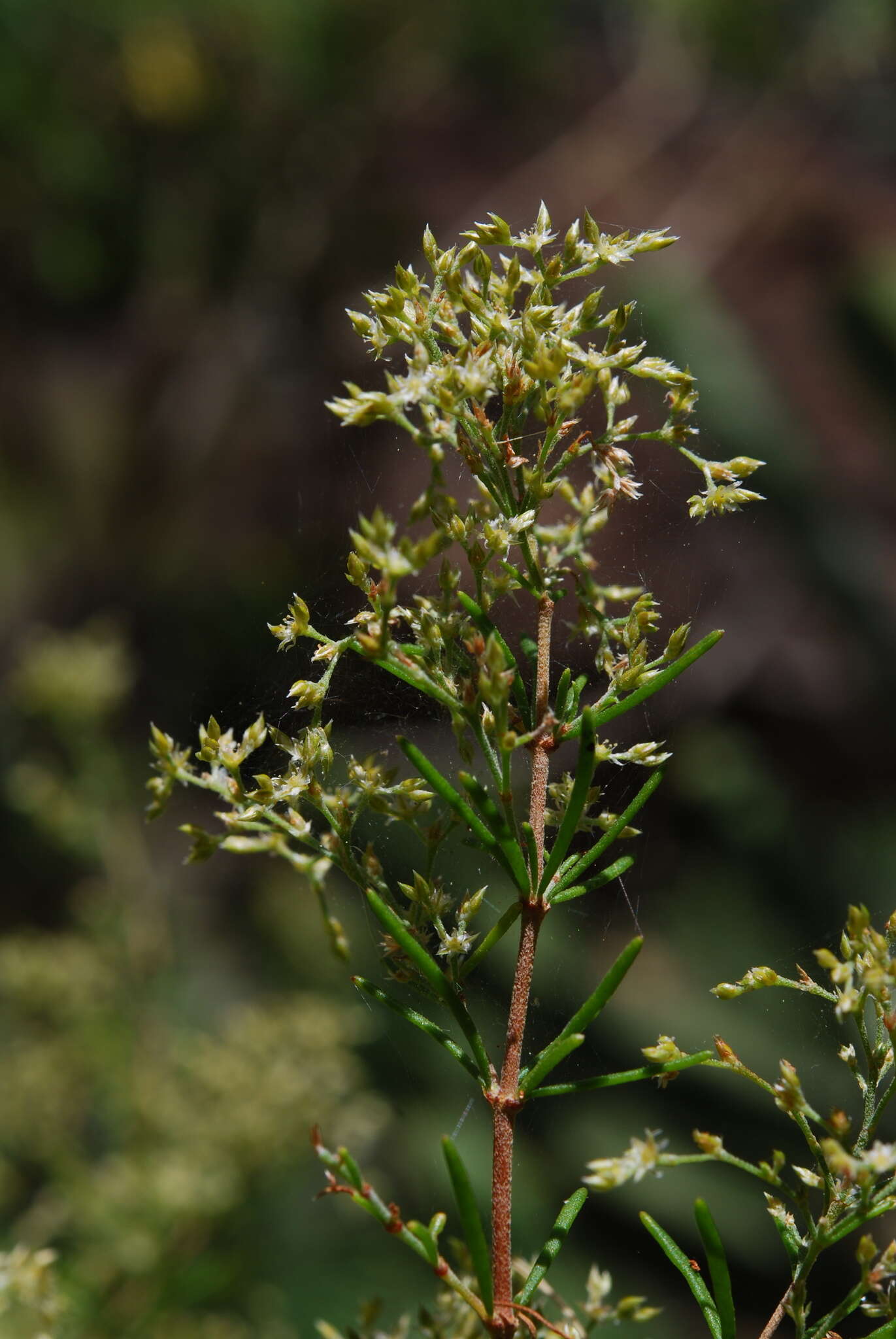 صورة Polycarpaea filifolia Webb ex Christ