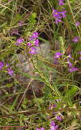 Image of False Grass-poly