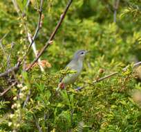 Image of Vireo gilvus gilvus (Vieillot 1808)