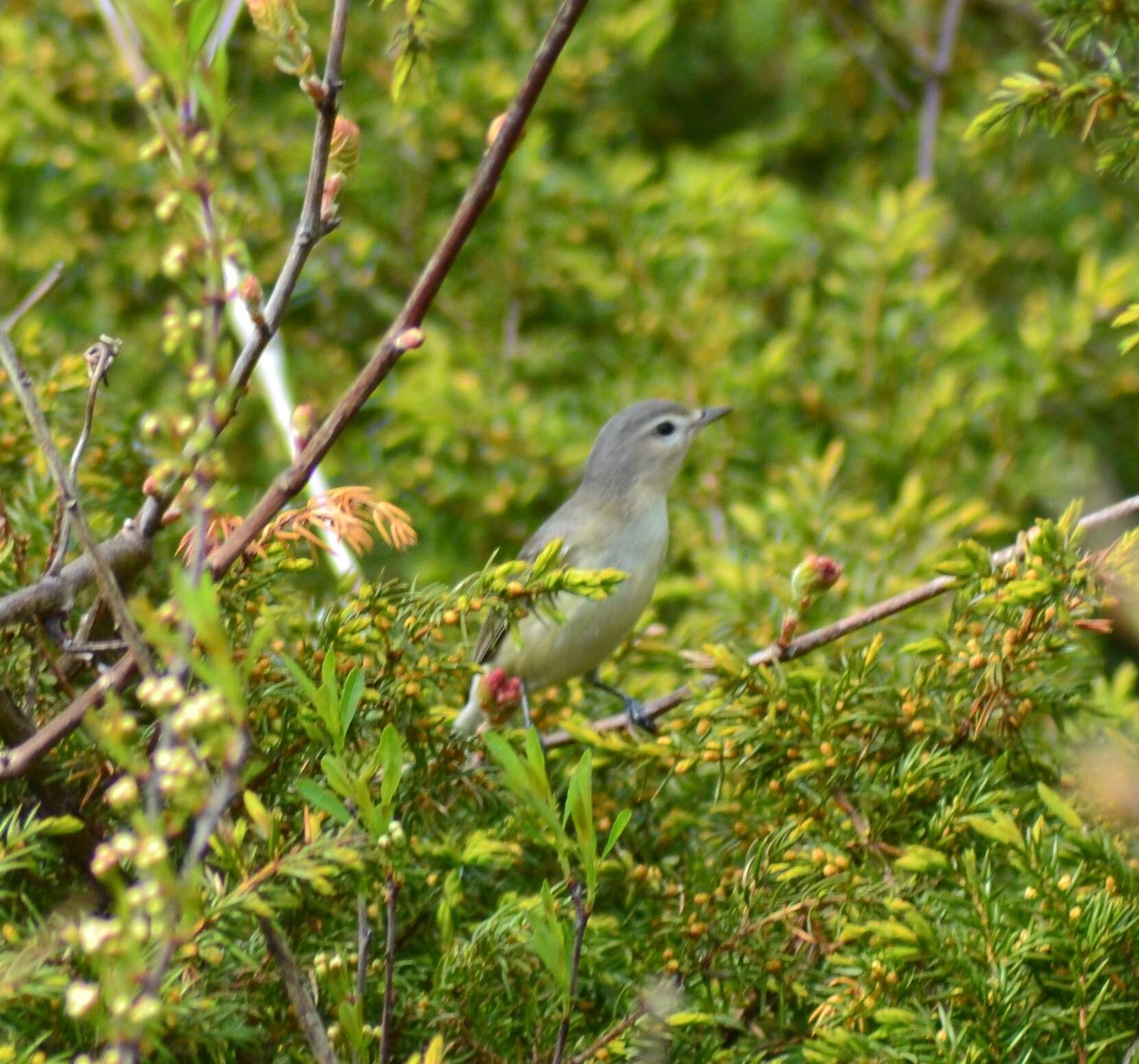 Image of Vireo gilvus gilvus (Vieillot 1808)