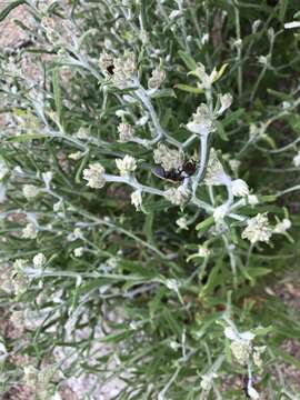 Image of Macoun's cudweed