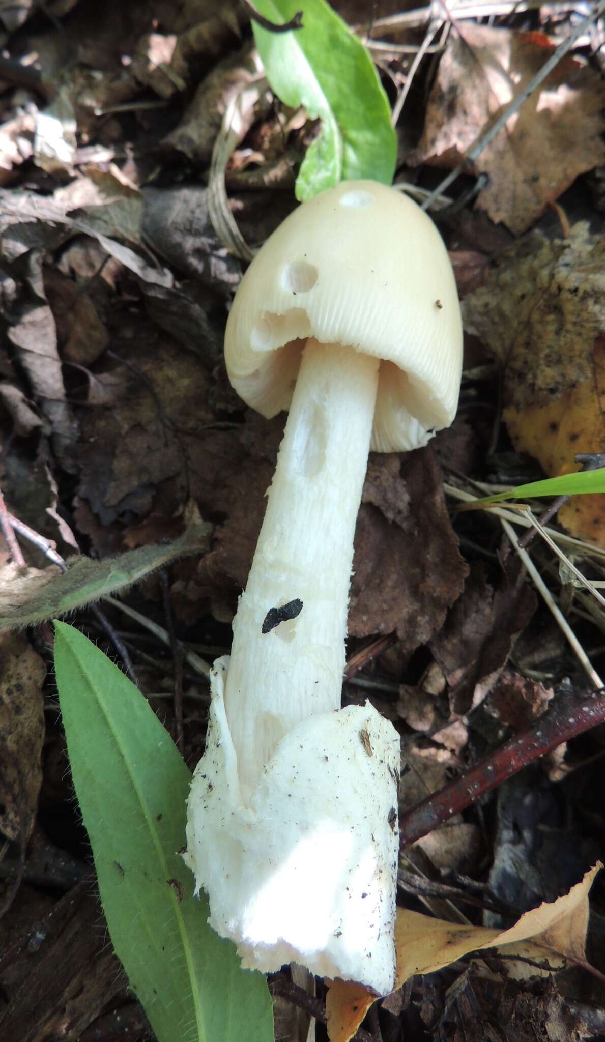 Image de Amanita contui Bon & Courtec. 1989