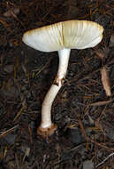 صورة Amanita australis G. Stev. 1962