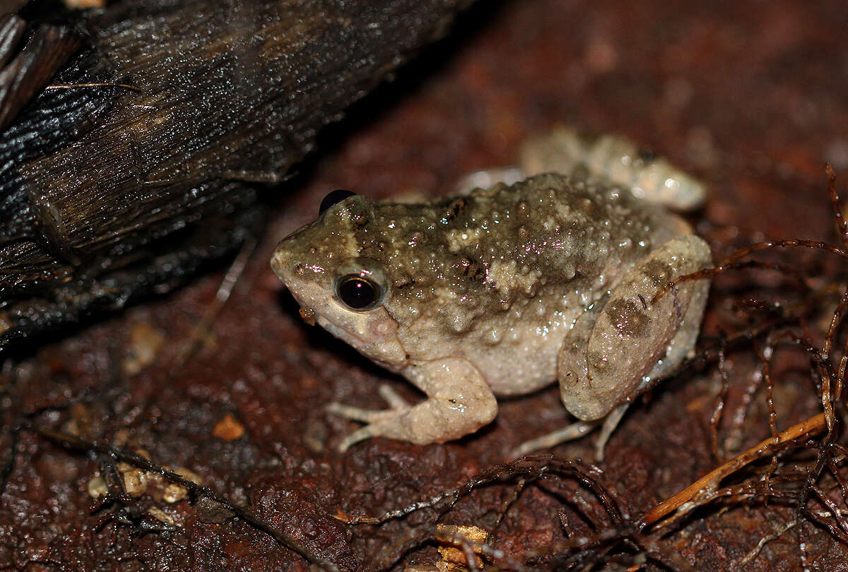 Image of Natal Dwarf Puddle Frog