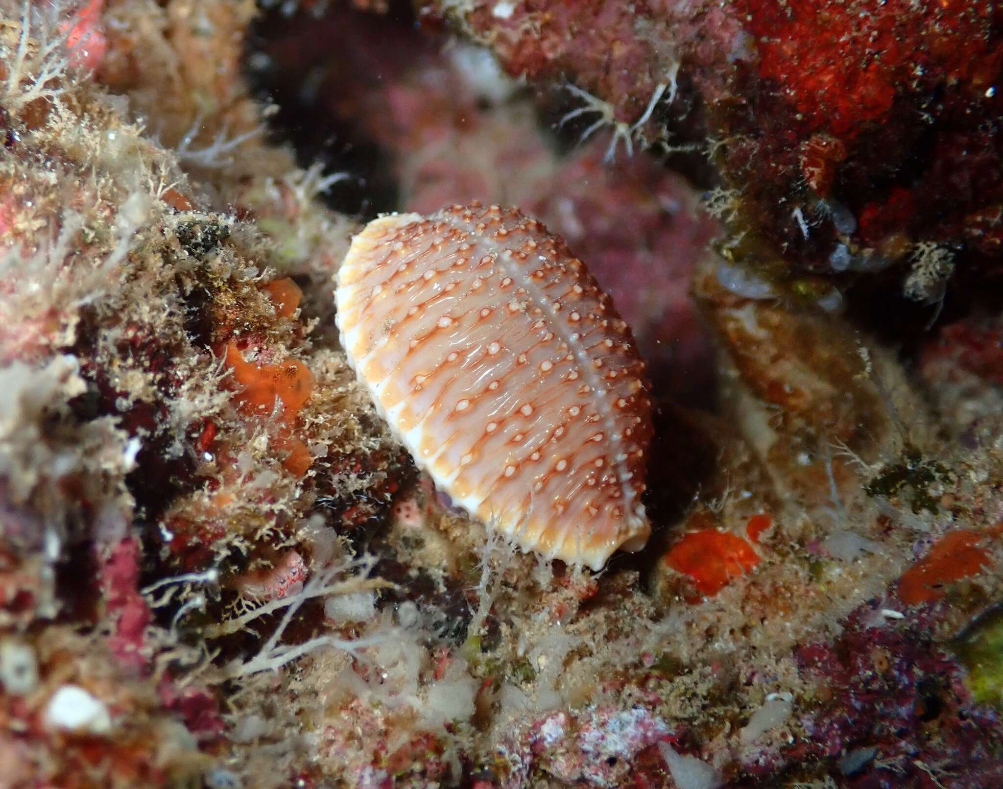 Image of granulated cowry