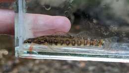 Image of Arrow darter