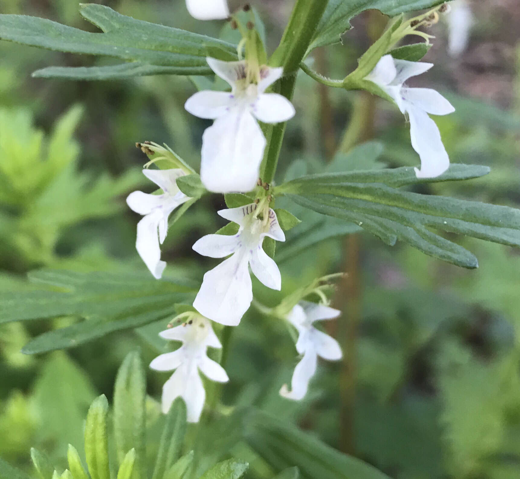 Teucrium laciniatum Torr.的圖片