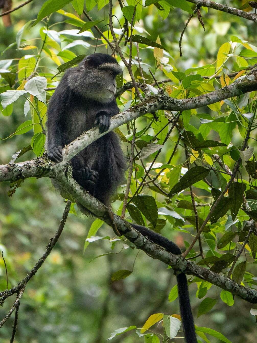 Image of Silver Monkey