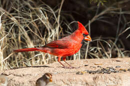 Imagem de Cardinalis Bonaparte 1838