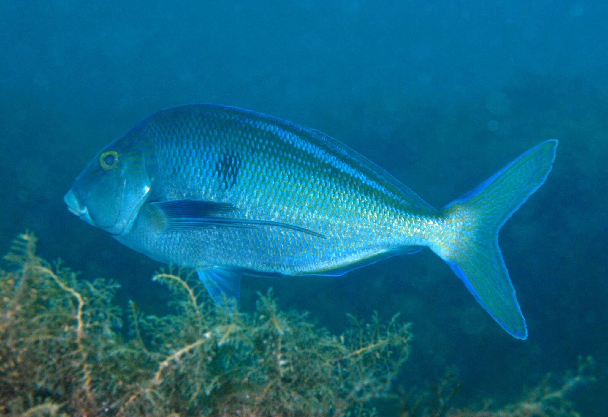 Image of Blue morwong