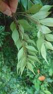 Image de Syzygium acuminatissimum (Bl.) DC.