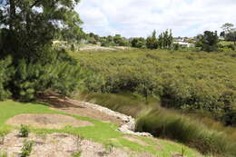 Image of Avicennia marina subsp. australasica (Walp.) J. Everett