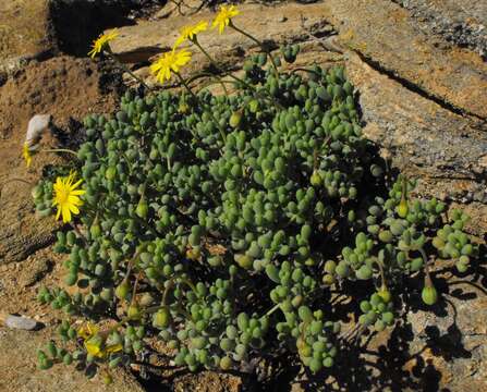 Image de Crassothonna sedifolia (DC.) B. Nord.