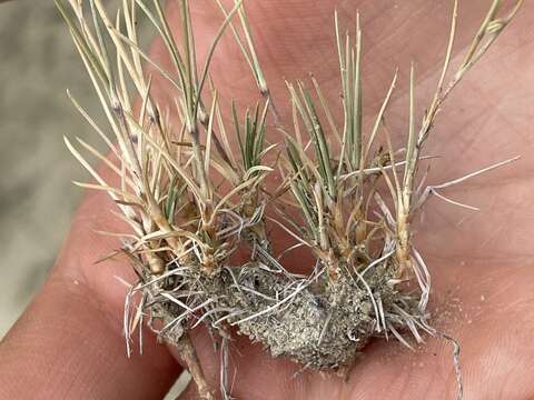 Imagem de Muhlenbergia pungens Thurb.