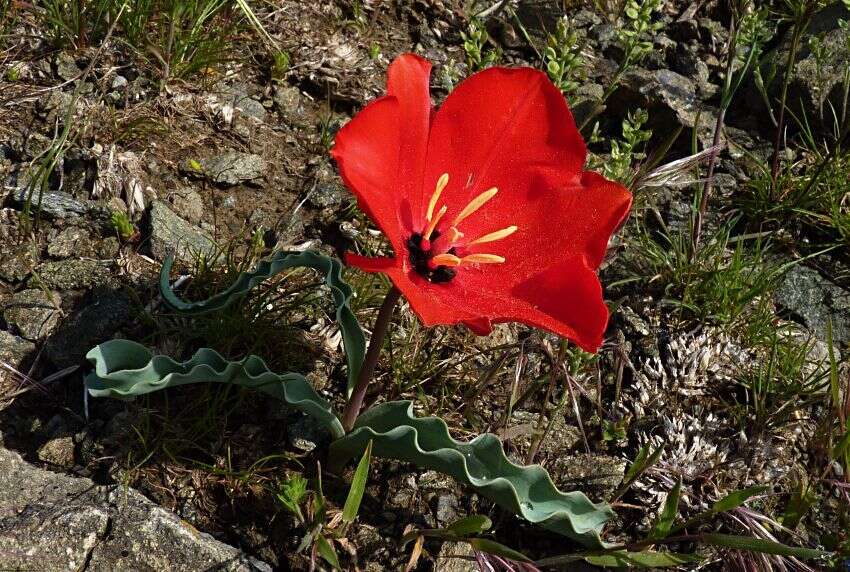 Image of Tulipa korolkowii Regel