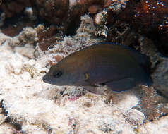 Image of Brown dottyback