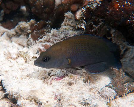 Image de Pseudochromis fuscus Müller & Troschel 1849