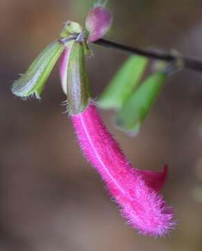 Image of Salvia buchananii Hedge