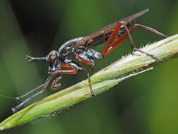 Imagem de Sepedon sphegea (Fabricius 1775)