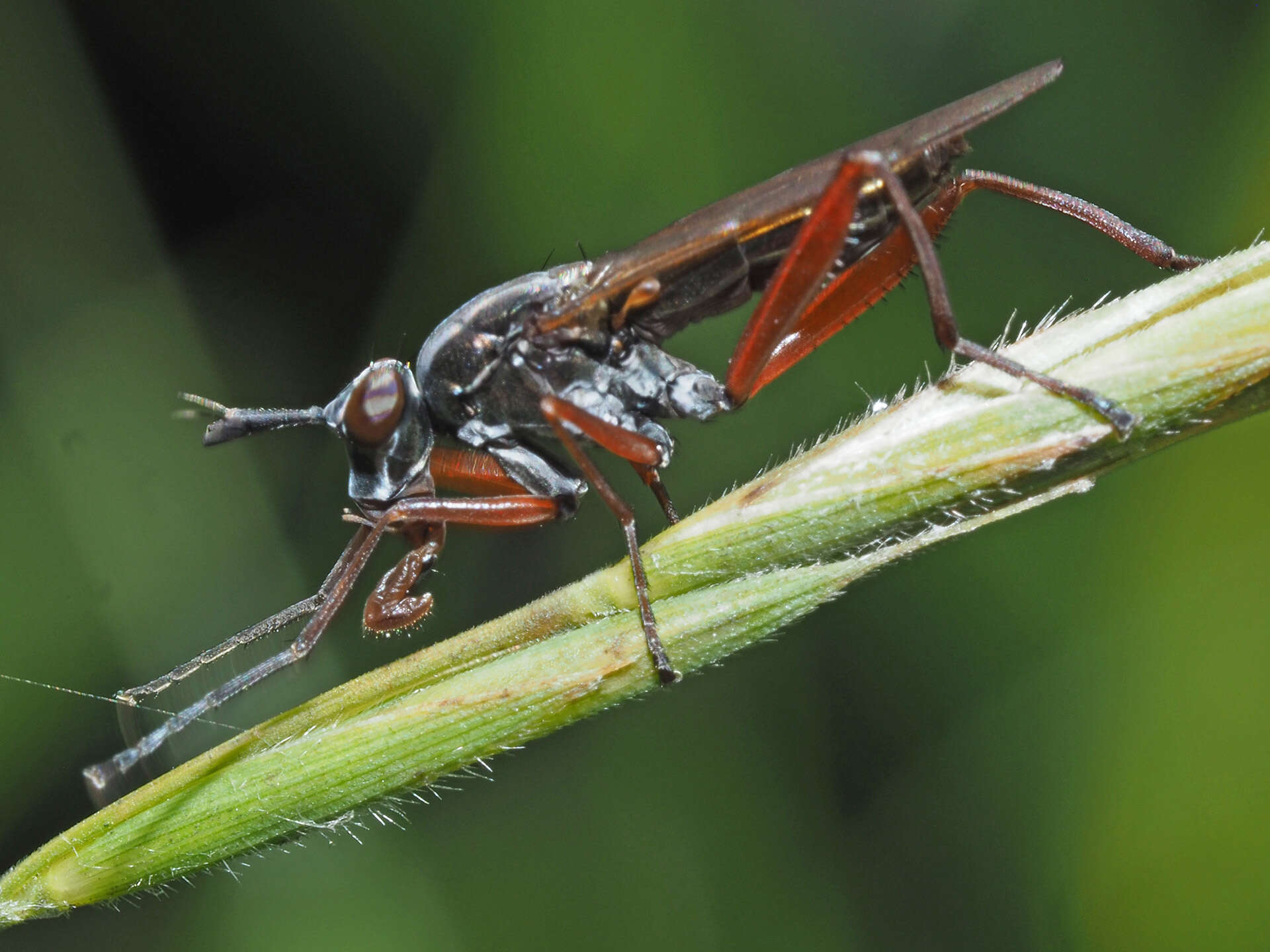 Imagem de Sepedon sphegea (Fabricius 1775)