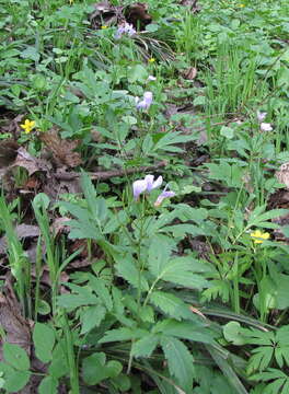 Image of Cardamine quinquefolia (M. Bieb.) Schmalh.