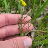 صورة Lomatium bradshawii (Rose ex Mathias) Mathias & Constance