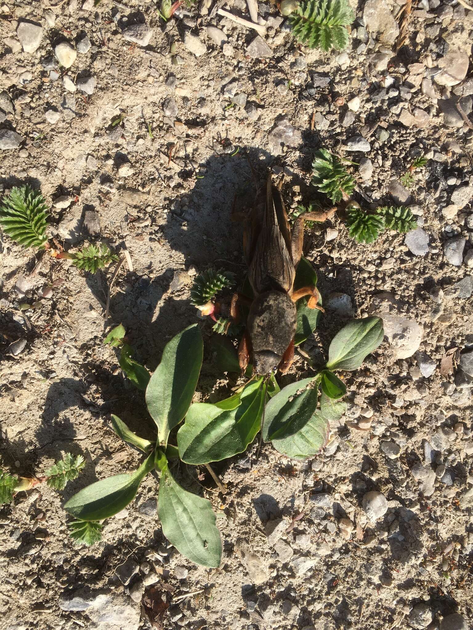 Image of European Mole Cricket