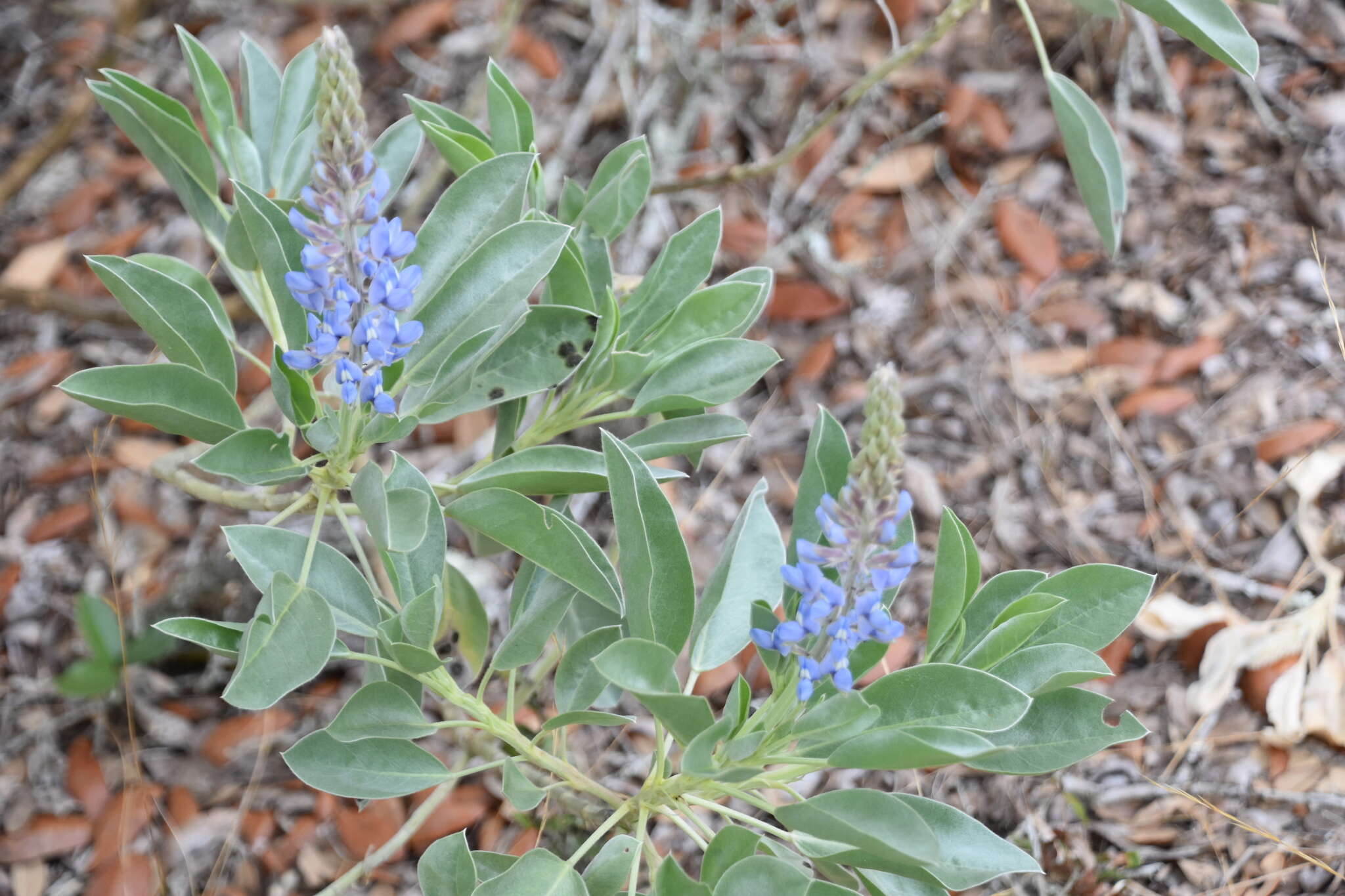 Image of sky-blue lupine