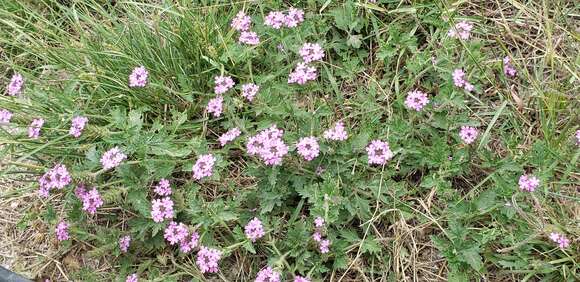 Image de Glandularia polyantha Umber