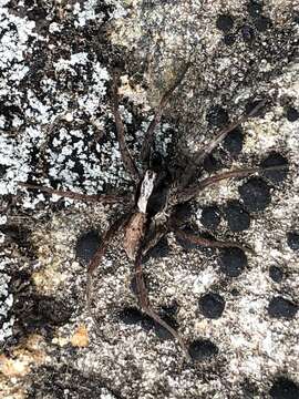 Image of Burnt wolf spider