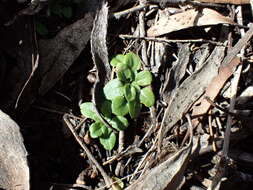 Image of Pterostylis erythroconcha M. A. Clem. & D. L. Jones