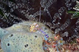 Image of Spotted cleaner shrimp