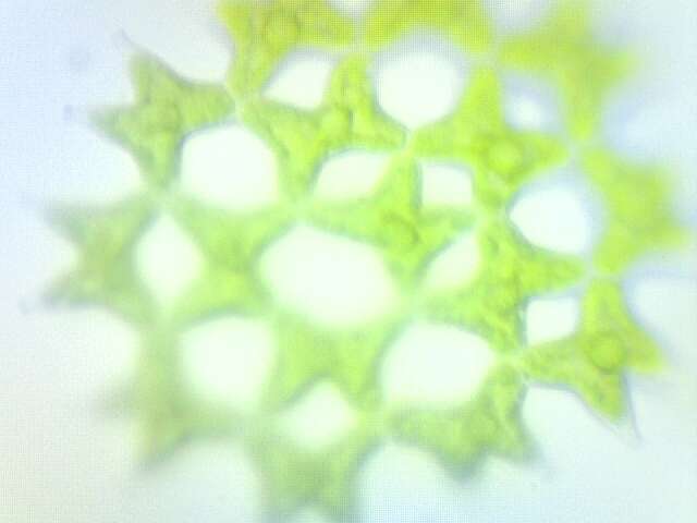 Image of Pediastrum duplex