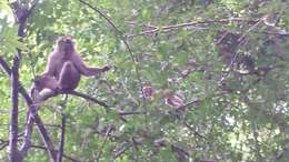 Image of Macaca assamensis assamensis (McClelland 1840)