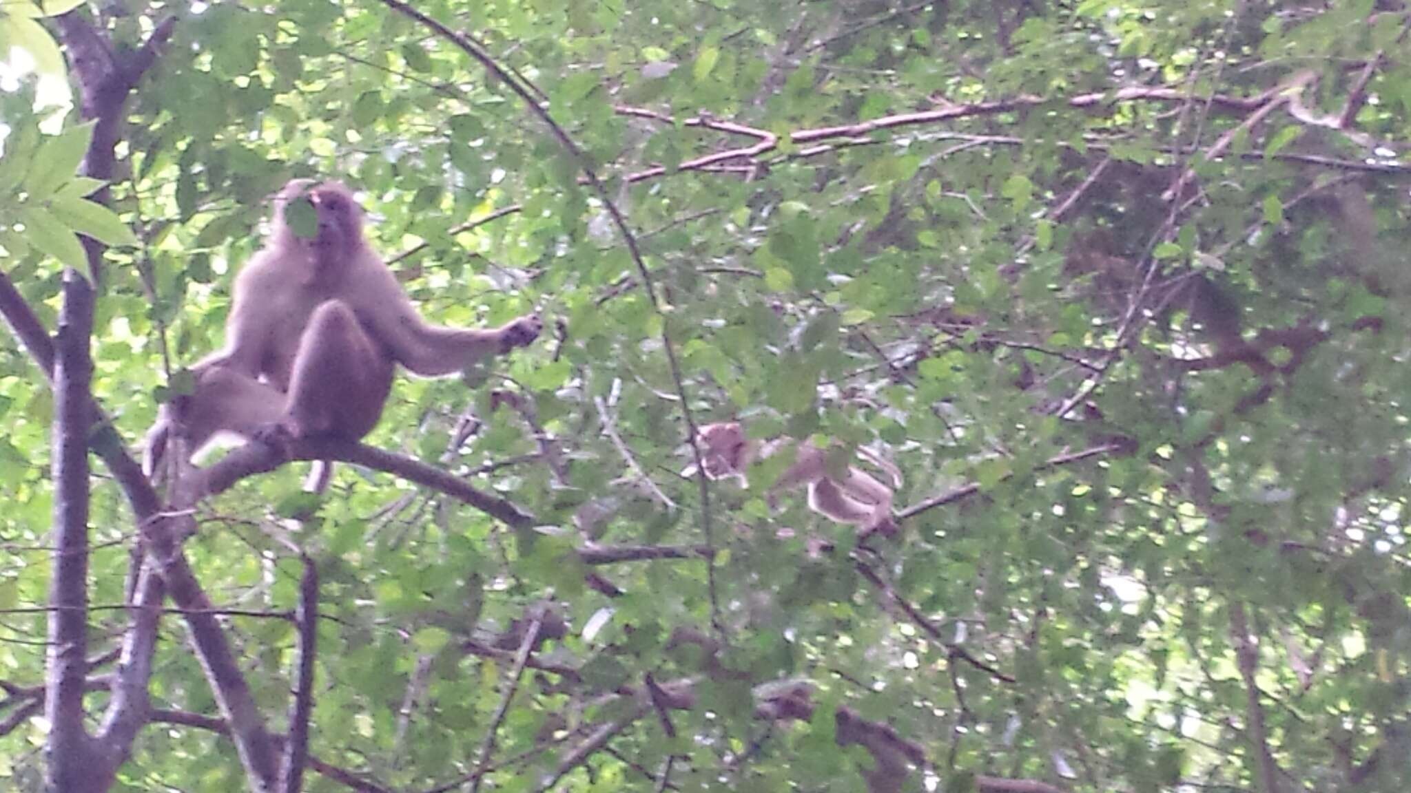 Image of Macaca assamensis assamensis (McClelland 1840)