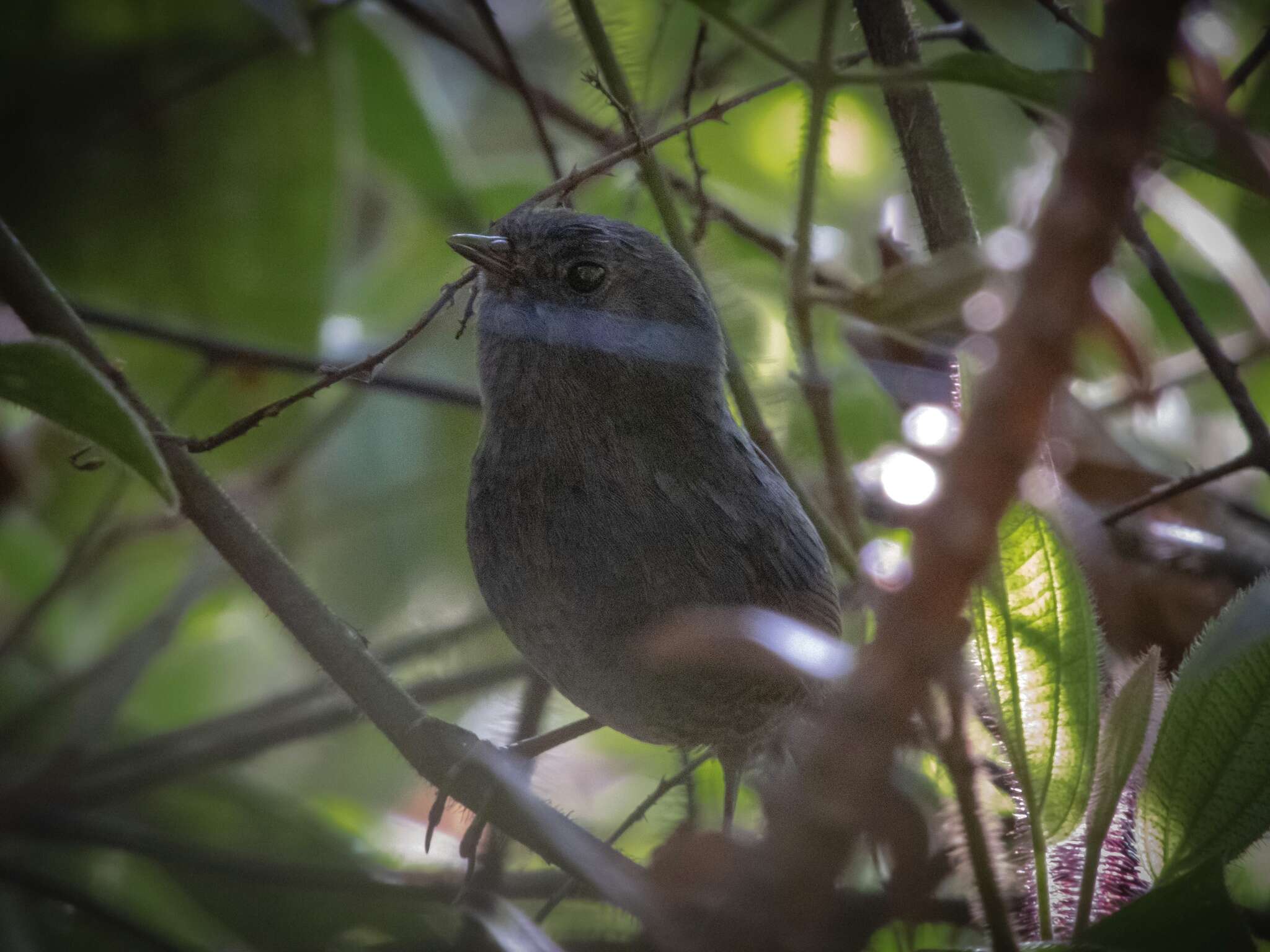 Image of Planalto Tapaculo